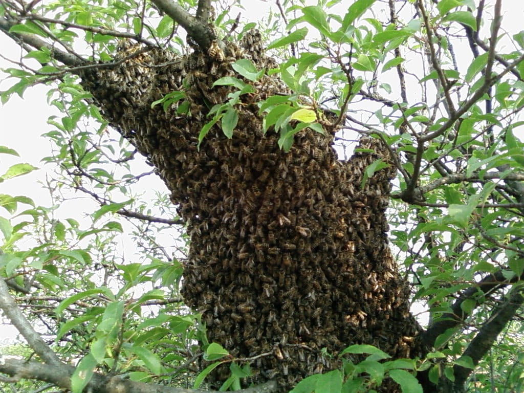 Рояците започват през месец Май. Какви антироеви мерки да предприемем? как да се грижим за пчелите