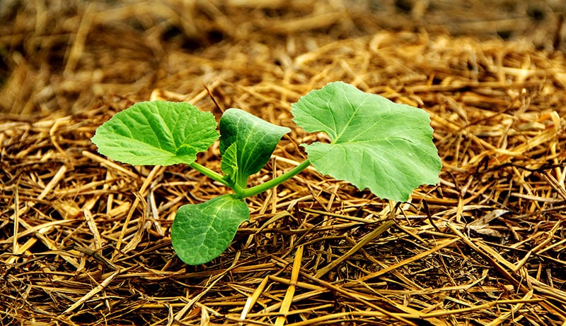 Мулчирането на краставиците е много полезно за задържане на влагата и за подранването на растенията.