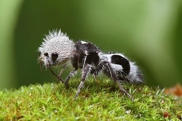 Тази мравка, приличаща на панда, е доста странно изглеждащо и красиво животинче, попадащо в нашата Топ 10 класация.