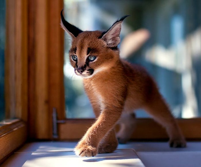 Най красивите котки на света – сега ще разгледаме една