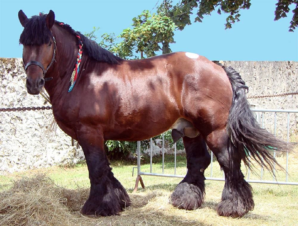 Холандски тежковоз най-силните коне на света