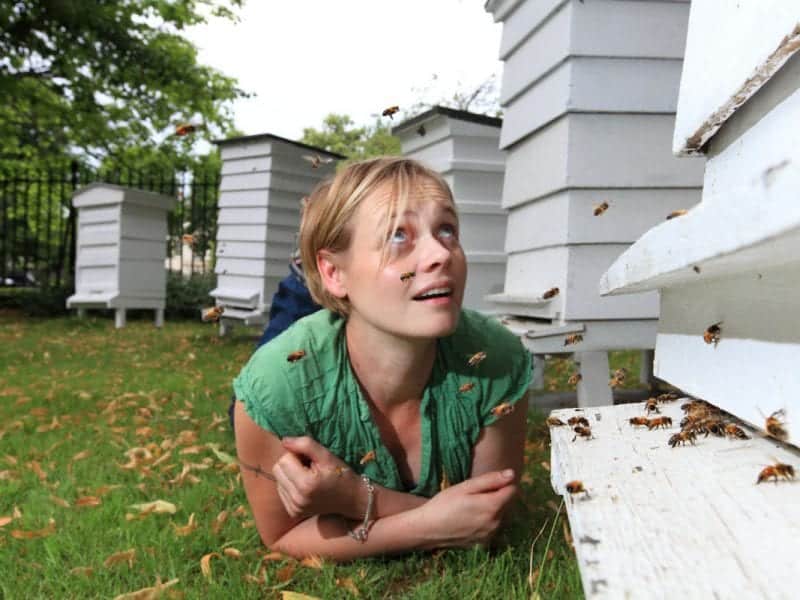 Как да печелим повече от пчеларството – идеи за бизнес