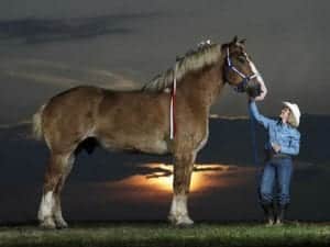 Най-високият кон на света