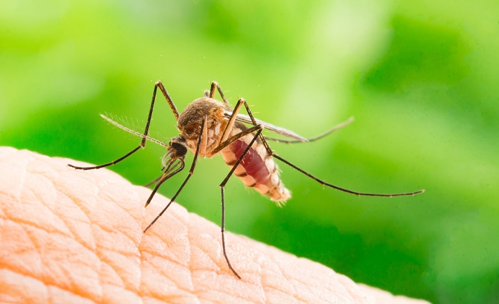 Как да изгоним комарите от градината - Препарат против насекоми - как да се лекуваме с билката здравец