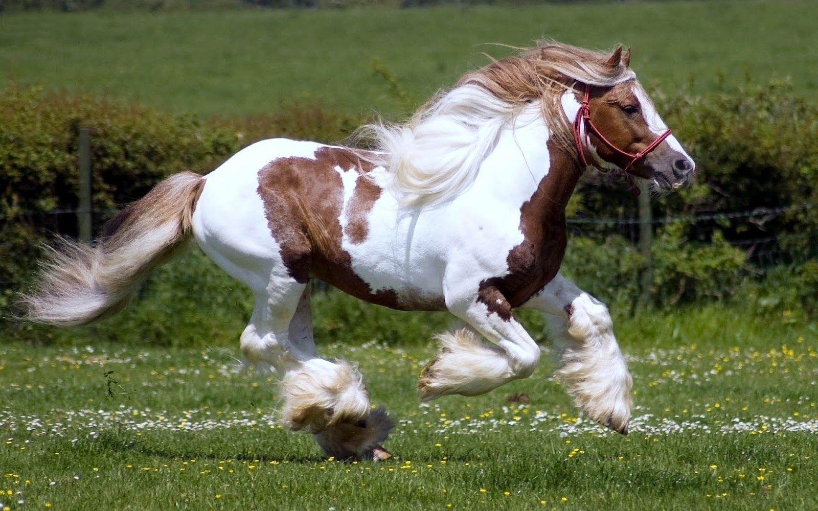 Интересни и любопитни факти за конете – конете са едни