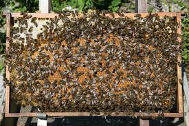 Рамка с пчели