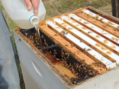 Подхранване на пчелите с инвертиран сироп
