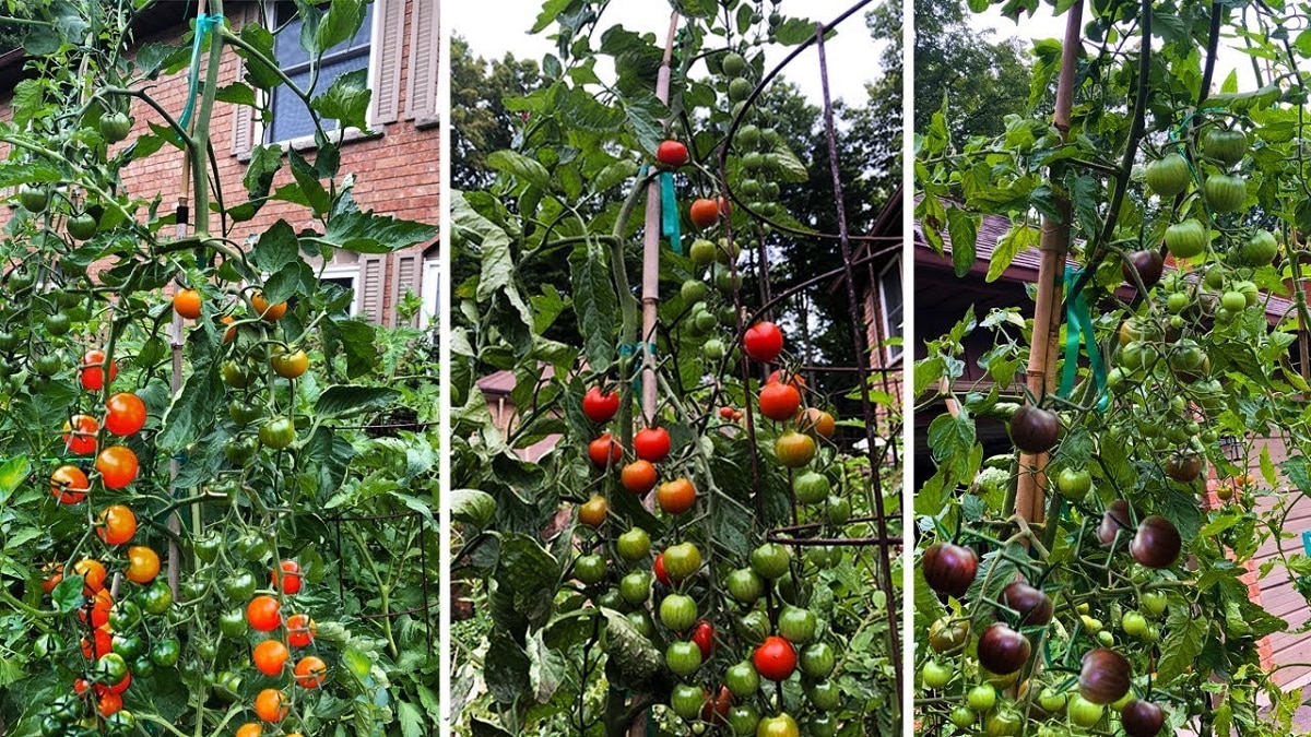 Как да отгледаме чери домати – ако някога сте слагали