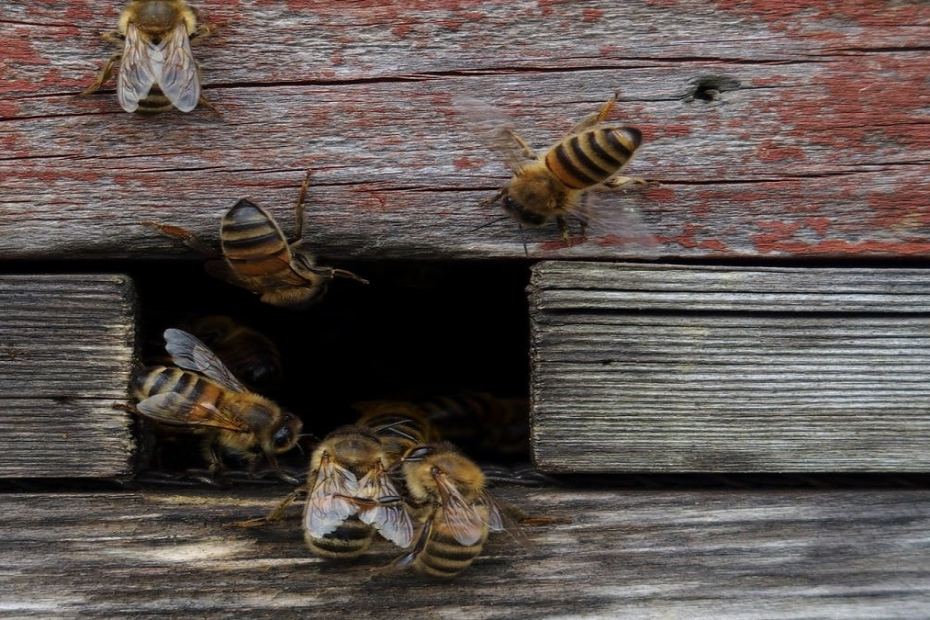 Как да подобрим живота на пчелите
