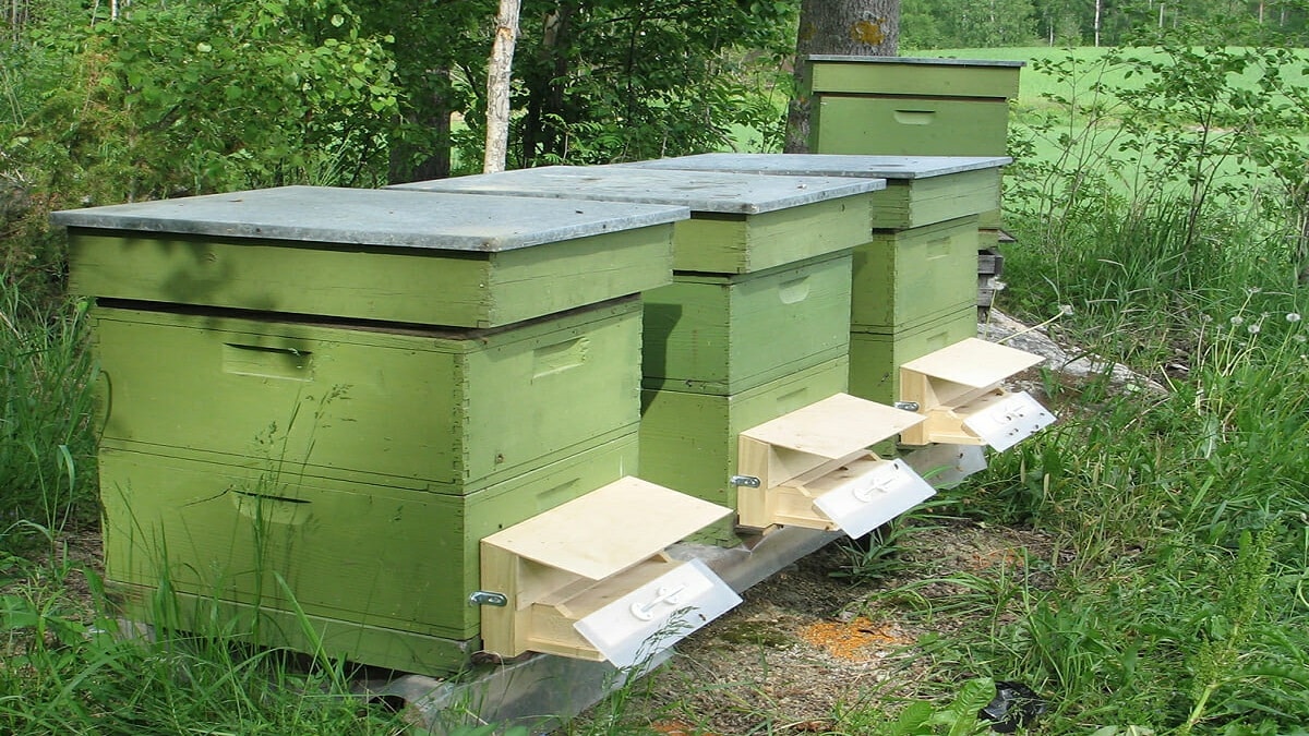 Как да защитим плодовете с био фунгицид и пчели –