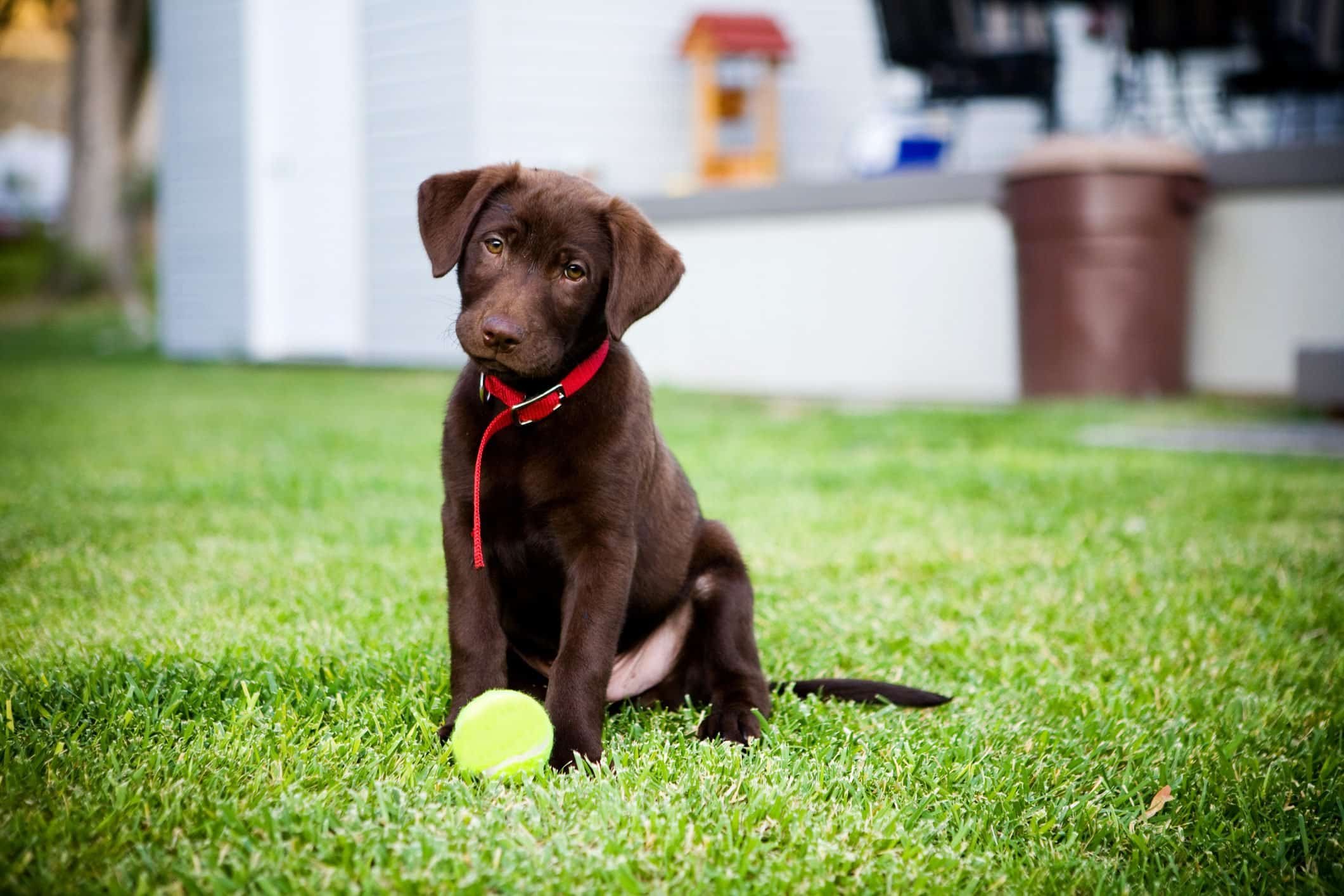 Сладко куче # 1: Лабрадор ретривър - Най-сладките породи кучета като палета