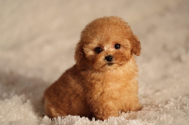 Сладко куче # 5: Пудел - Най-сладките породи кучета като палета