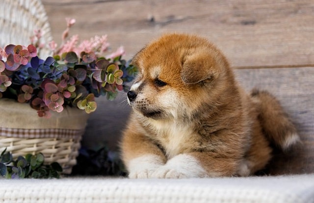сладко куче: Акита - Най-сладките породи кучета като палета