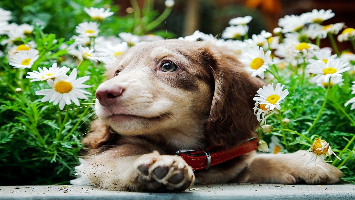 Най сладките породи кучета като палета – подгответе се за сладко