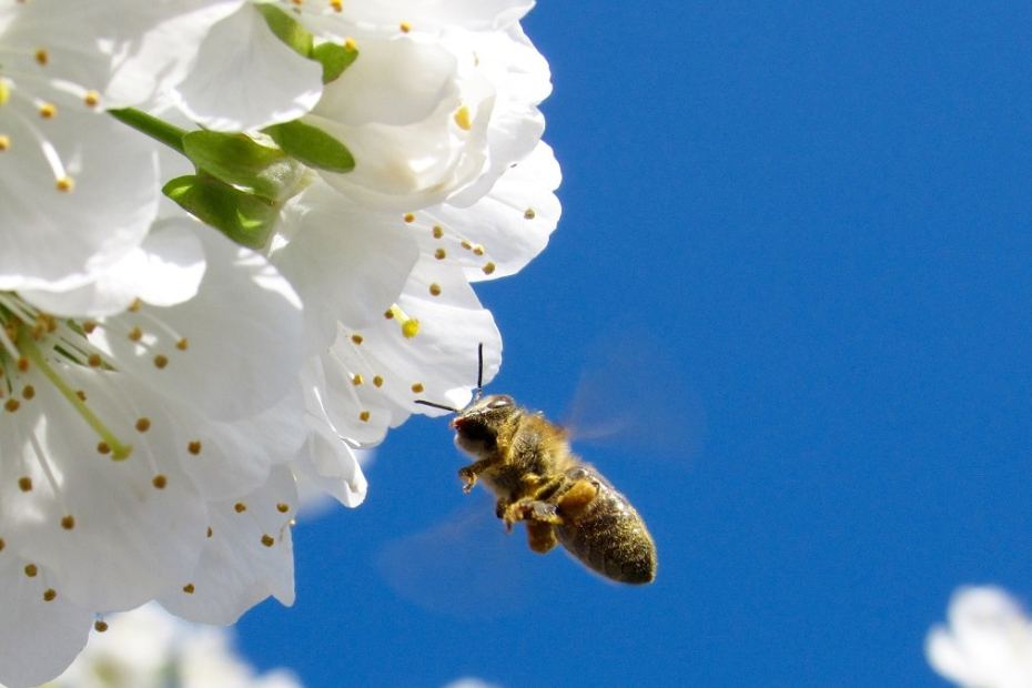 Грижи за пчелите през Март