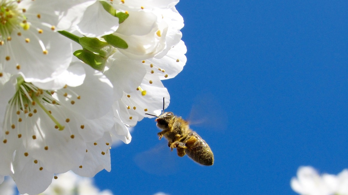 Как да се грижим за пчелите през Март – през