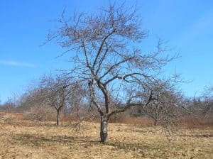 Естествените или неподрязани дървета имат плътни корони, на които липсва слънчева светлина