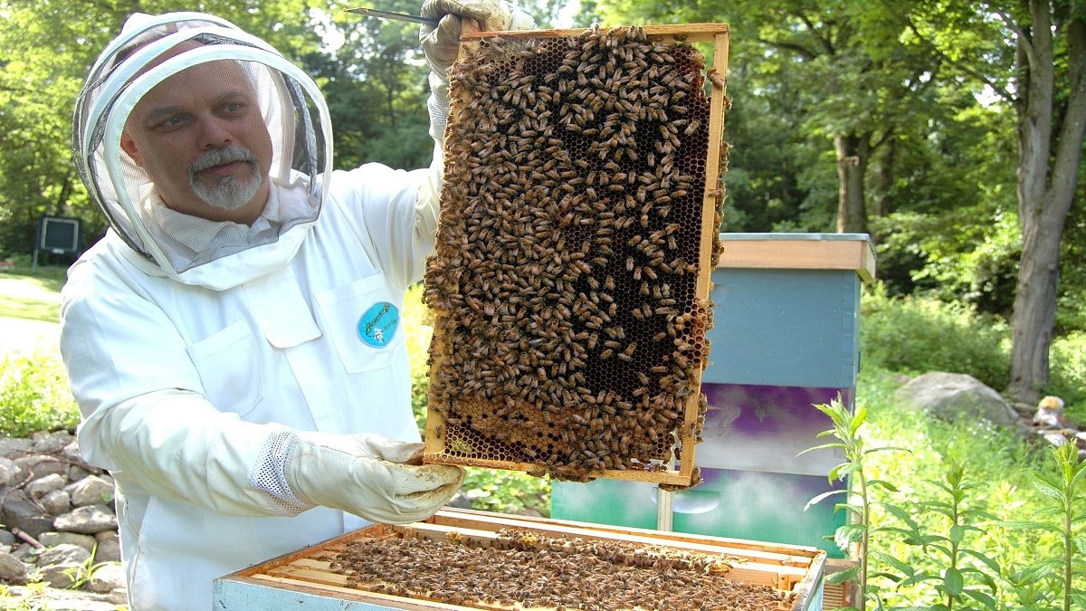 Как да държим пчелните семейства в работно състояние – през