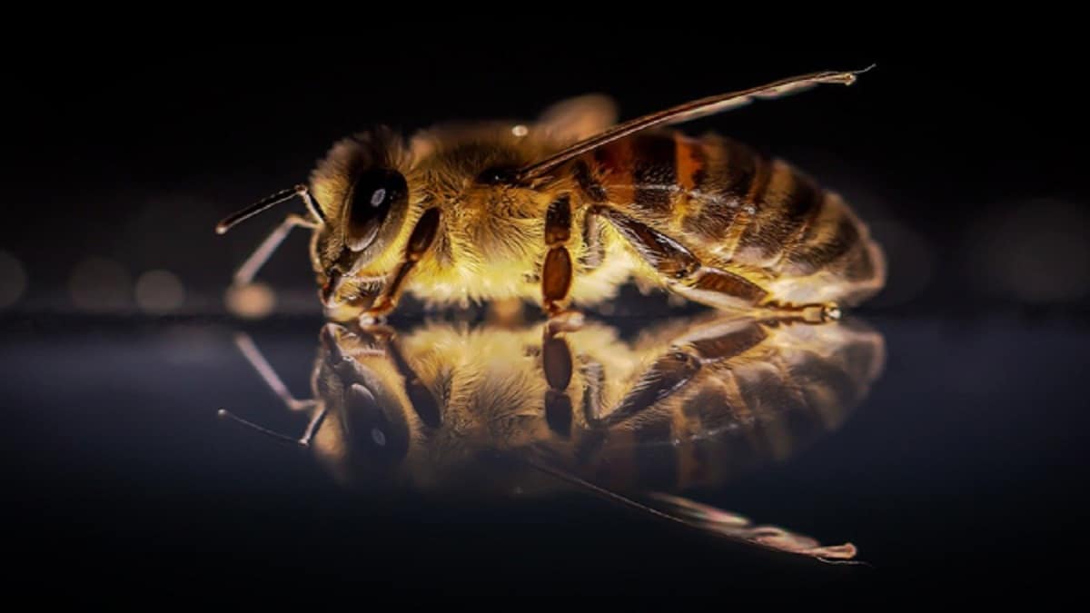 Третиране на пчелите през пролетта – всяка пролет повечето пчелари