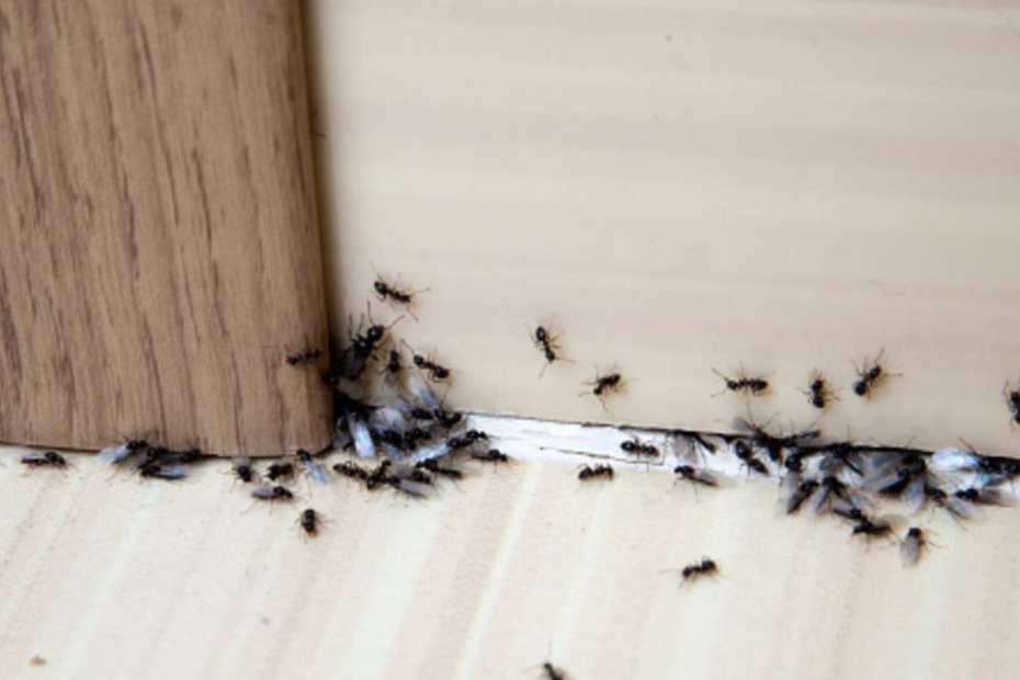 Как да изгоним мравките от дома с природни средства