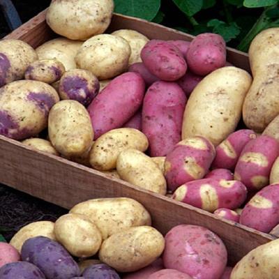 Как да отглеждаме картофи по лесен и забавен начин