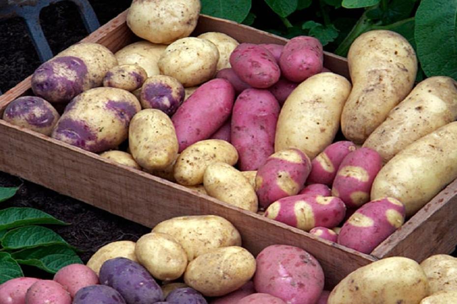 Как да отглеждаме картофи по лесен и забавен начин