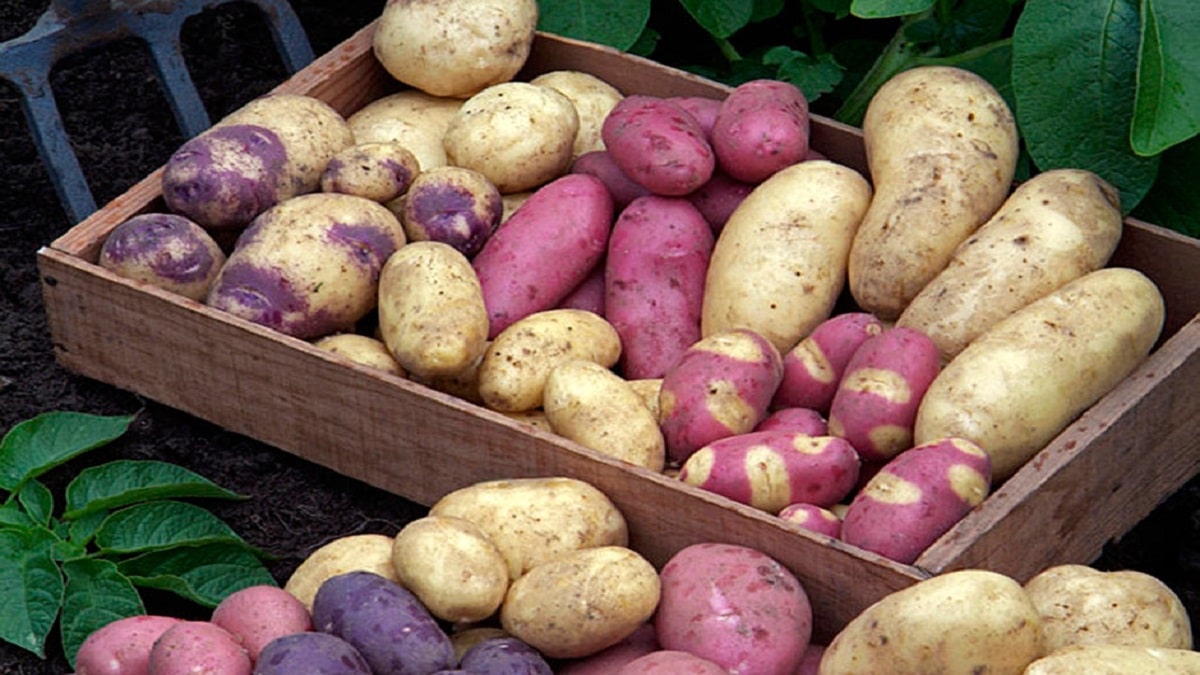 Как да отглеждаме картофи по лесен и забавен начин Научете
