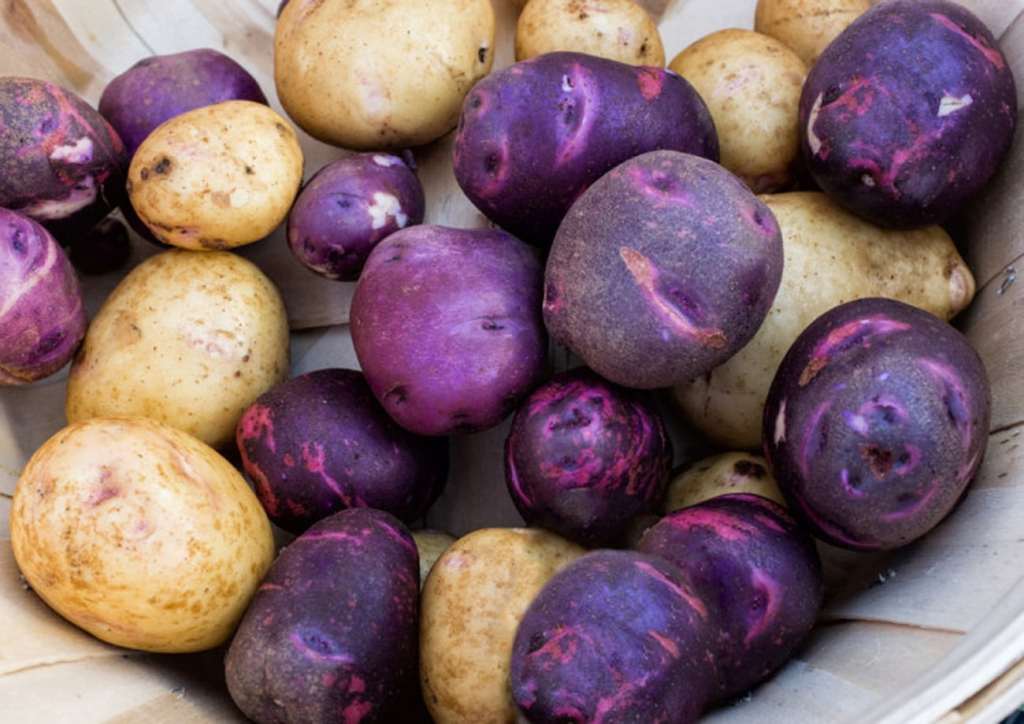 Кратка история на картофа