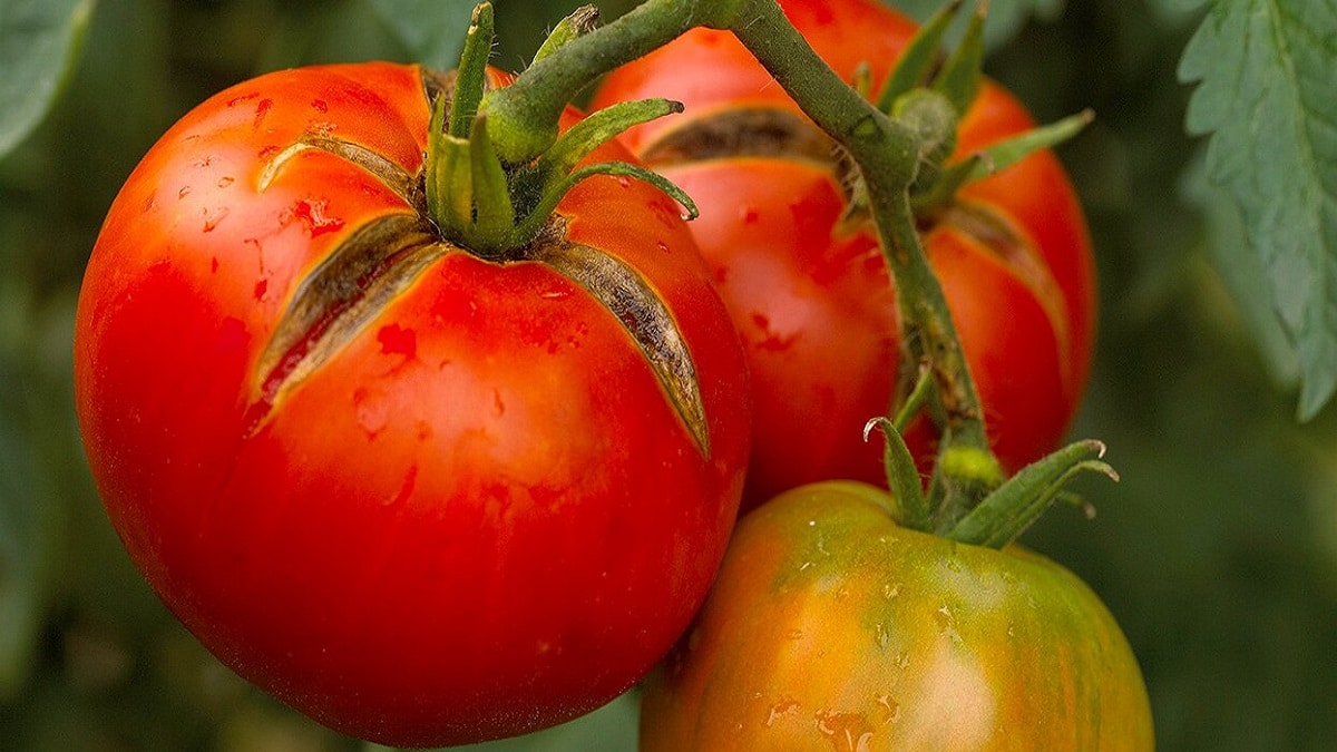 Как да разпознаем и контролираме болестите по доматите – през