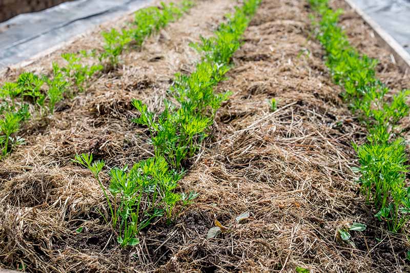 Окосена трева - как да мулчираме растенията в градината 
