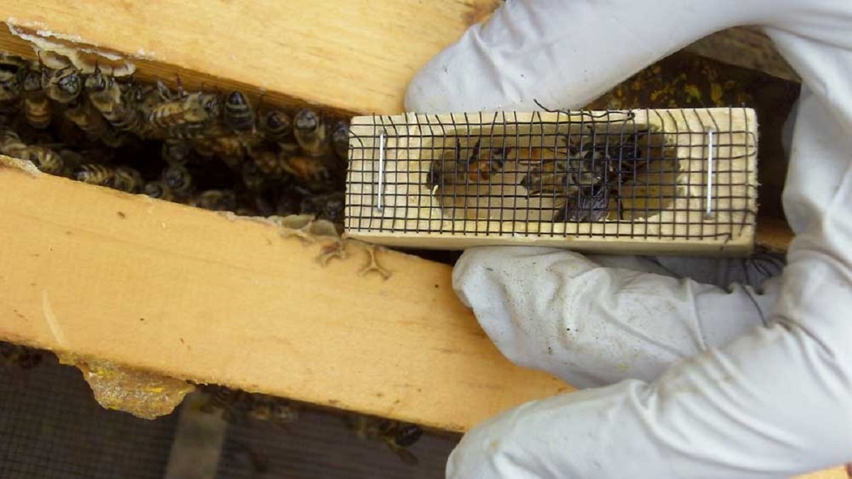 Как да придадем пчелна майка – много често в практиката