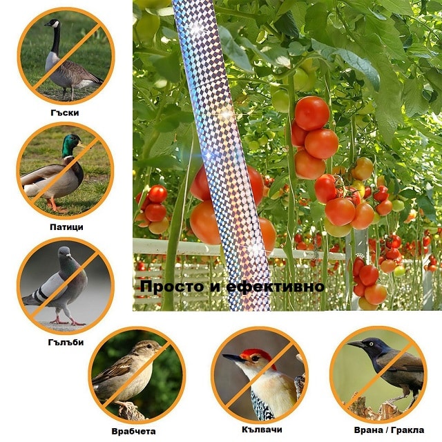 Как да защитим градината и овошките от птици с помощта на светлоотразителна лента