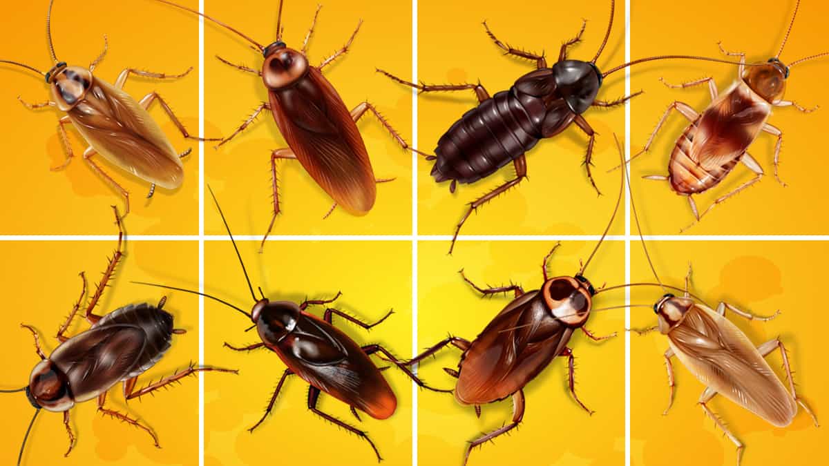 Как да се отървем от хлебарките вкъщи – малко неща