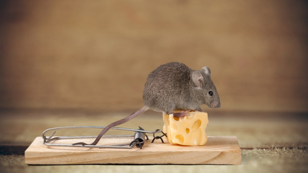 Как да се отървем от мишките и плъховете – през