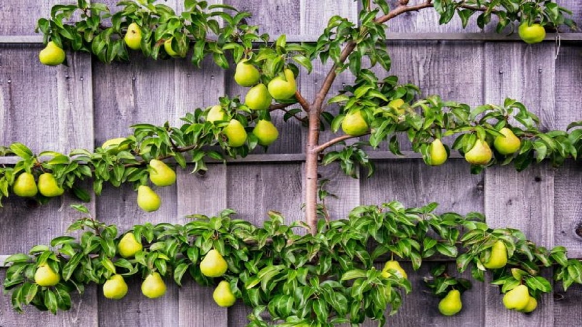 Как да отглеждаме плодове в неподходящи условия – повечето градинари