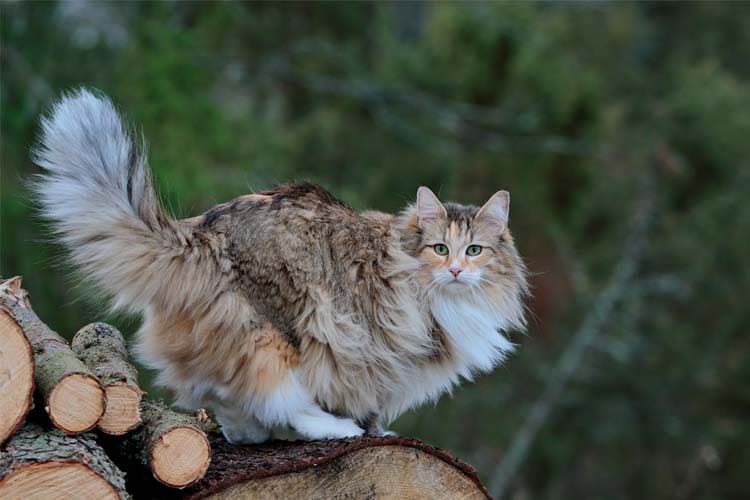  Норвежка горска котка 