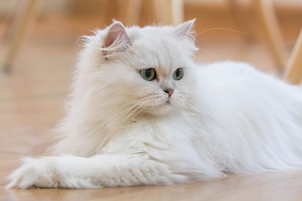 Персийска котка - най-красивите породи котки в света