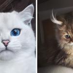Най-красивите породи котки в света - топ 10 класация