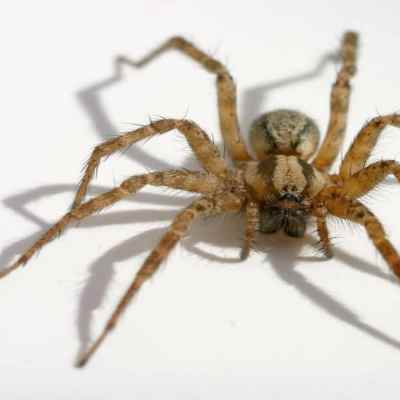 Как да изгоним паяците от вкъщи – полезни съвети