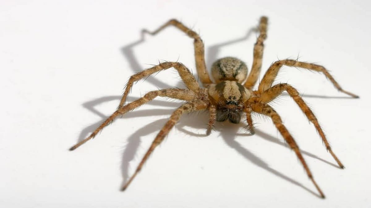 Как да изгоним паяците от вкъщи – повечето паяци живеещи