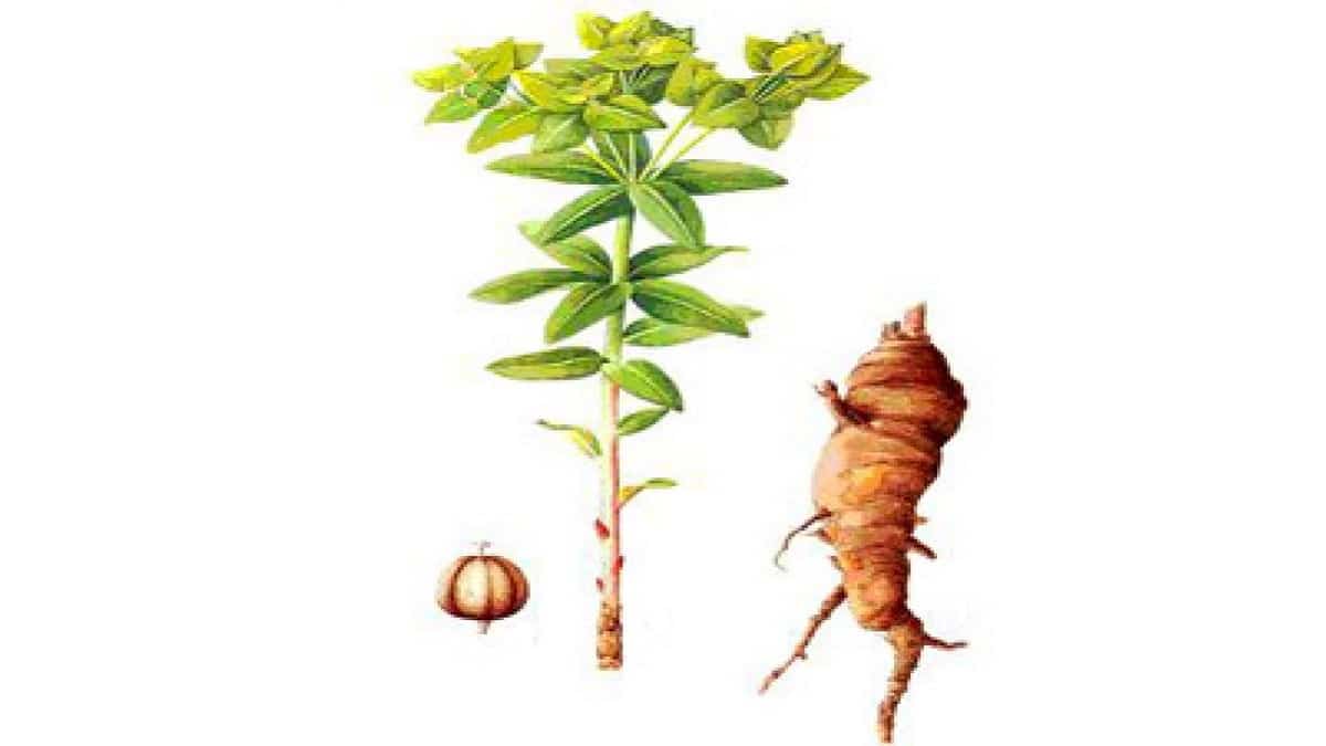 Как да използваме мужик корен – Euphorbia pallasii или Euphorbia