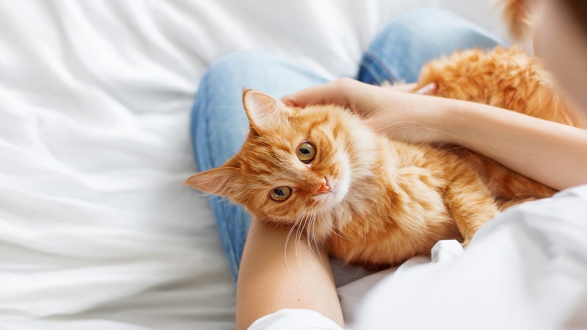 Най привързаните и обичливи породи котки в света – знаете ли