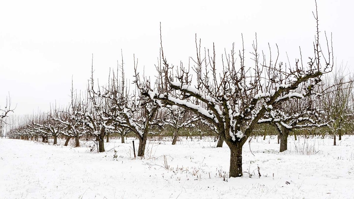 Как да подрежем ябълките и крушите през зимата – ябълковите