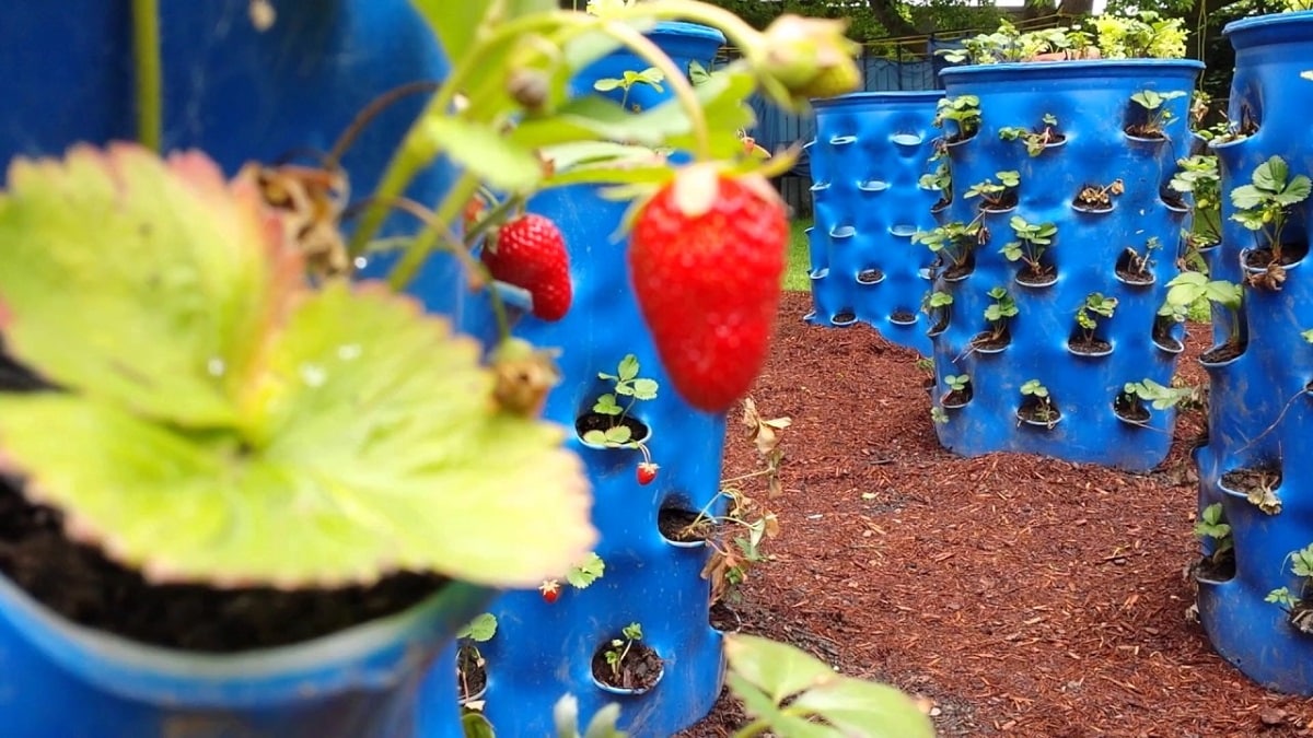 Как да направим висяща ягодова градина – ягодата е свеж