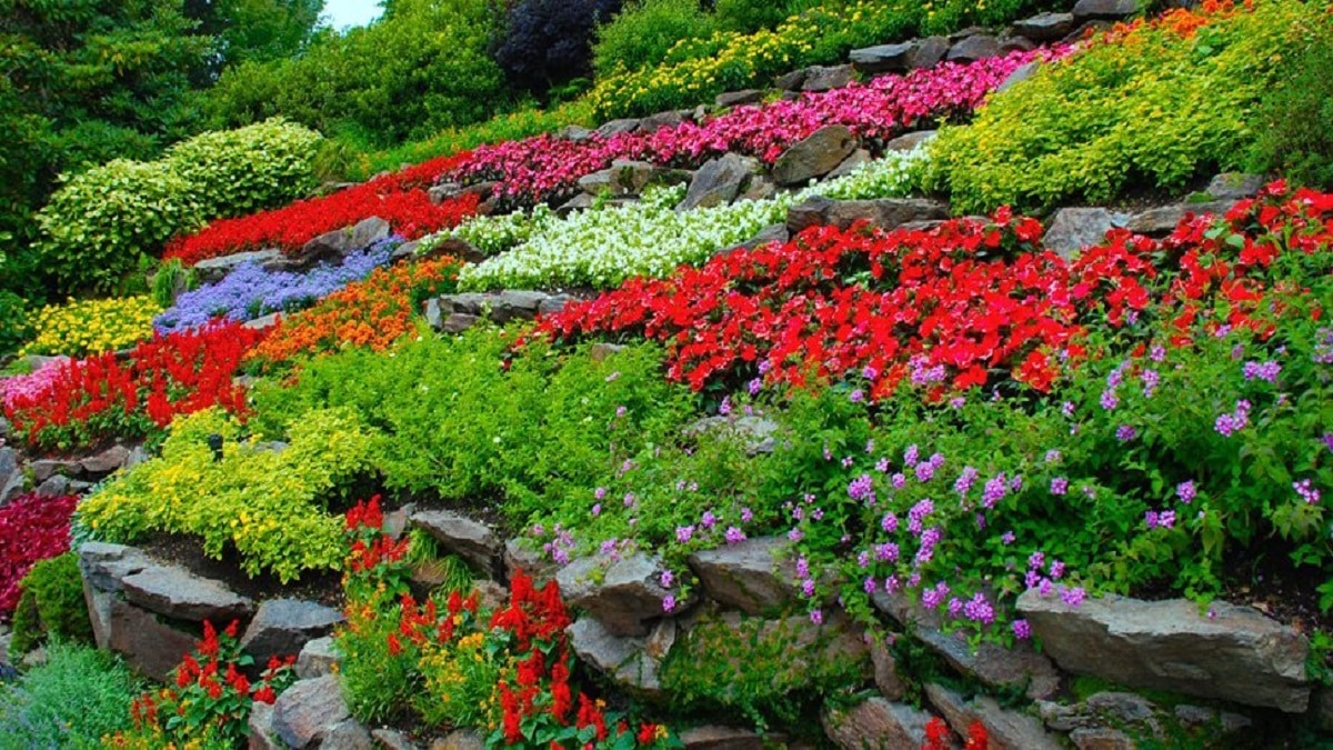Как да си направим цветна градина – засаждането на цветя
