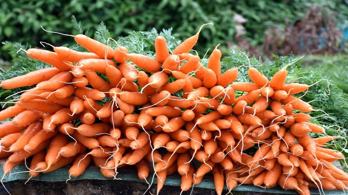Как да отглеждаме големи и сладки моркови – морковите са