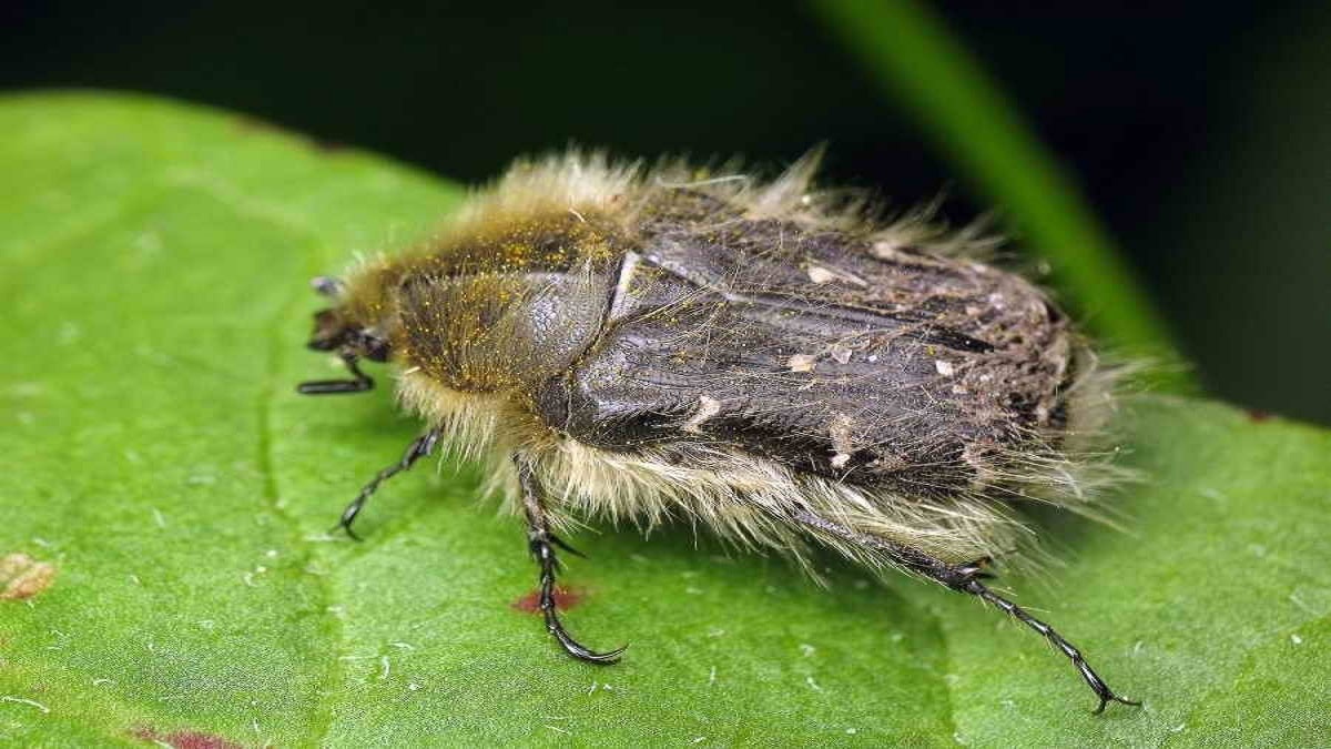 Борба с мъхнат бръмбар – мъхнатият бръмбар Tropinota hirta вреди