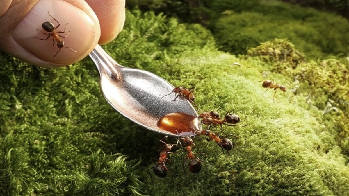 Как да изгоним мравките от градината – мравките се появяват