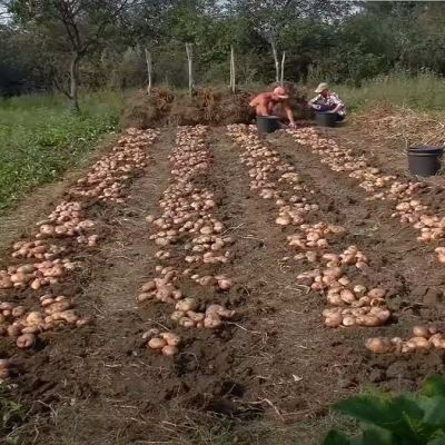 Как да отгледаме богата реколта от картофи – 8 безценни тайни