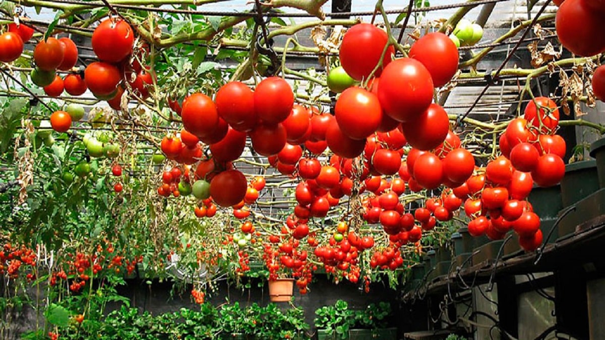 Как да отгледаме повече домати – доматът е широко разпространена